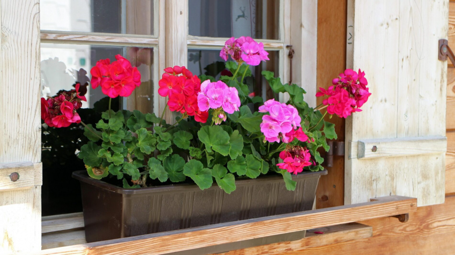 Квітка перетворилась в королеву рослин: чим підживити герань для пишного й тривалого цвітіння