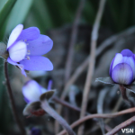 Дощі та хмарність: якою буде погода на Волині на початку квітня
