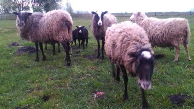 У волинському селі відроджують вівчарство