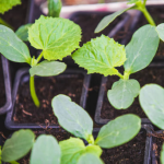 Коли сіяти огірки на розсаду для теплиці у лютому 2026 року: найкращі дні за місячним календарем