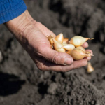 Догляд за цибулею навесні: що зробити вже зараз, щоб виросли великі та соковиті головки