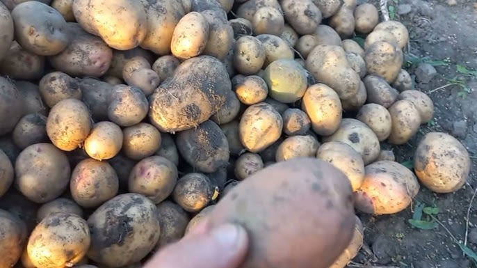 коли треба викопувати ранню картоплю