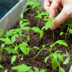Один полив — і розсада оживає: чим підживити перець