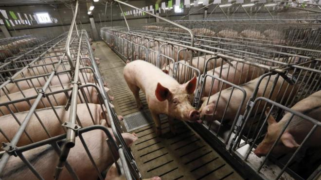 На Волині збудують свинокомплекс на 10 тисяч голів