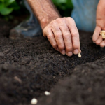 Не проґавте час: що обов’язково посадити у квітні