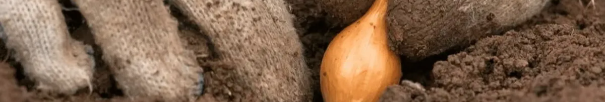 У які дні листопада 2025 садити озиму цибулю: місячний календар