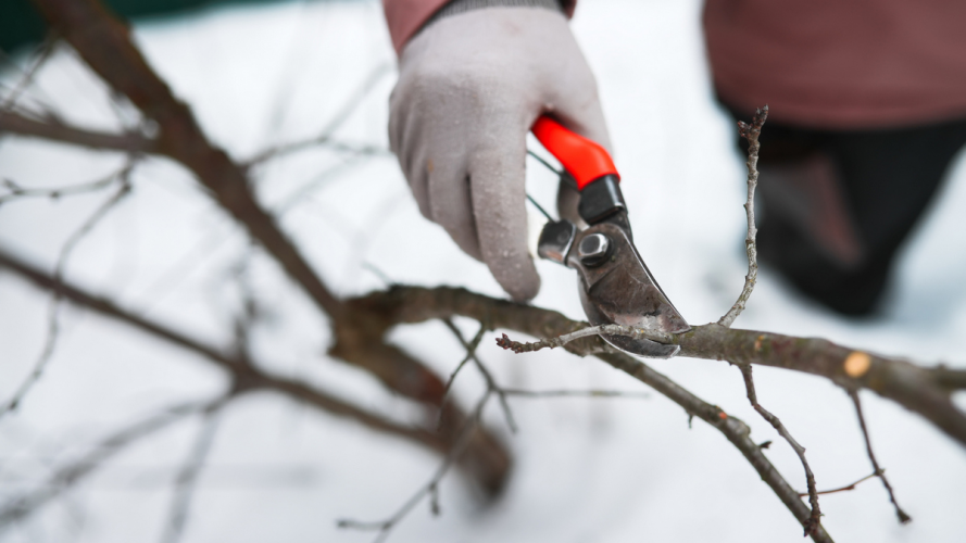Не вбийте врожай: чому не варто різко обрізати дерева під час відлиги взимку