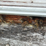 «Як не буде бджілок, не буде людей на Землі»: пасічники з Волині про підготовку вуликів до зими
