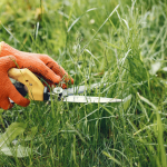 Чим вивести бур’яни вздовж огорожі: перевірені методи