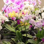 Чим підживити орхідею взимку для цвітіння та росту