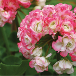 Чому не квітнуть калачики: лише одне дешеве підживлення — і бутони пеларгонії розпустяться