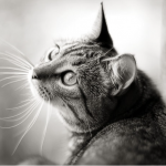 Мороз небезпечний для котів: чому взимку не можна випускати улюбленця надвір