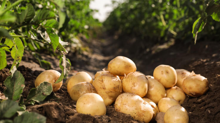 Садіть картоплю саме у ці дні, щоб не залишитися без врожаю: точні дати на квітень і травень 2026