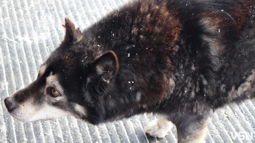 Скільки лучан постраждало від укусів тварин з початку 2026 року