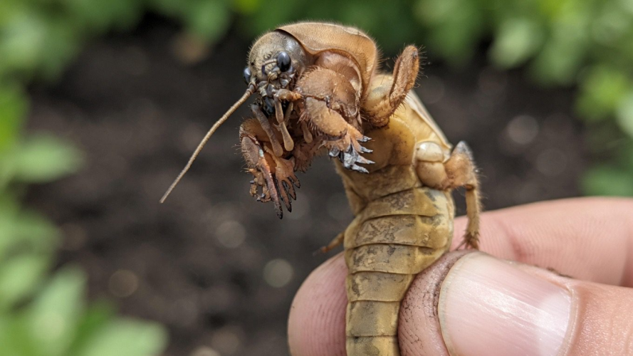 Як захистити город від ведмедки без хімії