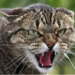 У бродячого кота виявили сказ: у селі на Волині запровадили карантин на два місяці