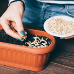 Як дізнатися, чи проросте насіння: прості й ефективні методи вдома