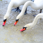 зимівля лебедів у селі Великий Олексин