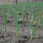 підживлення озимого часнику