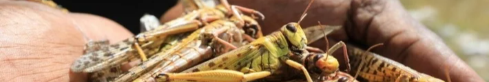  Сарана в Україні: чи дійде шкідник до Волині