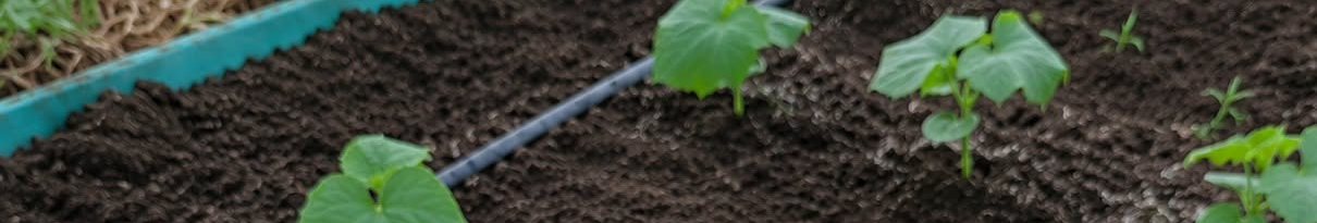 Ще не пізно: посійте огірки в серпні — восени збиратимете молоденькі плоди