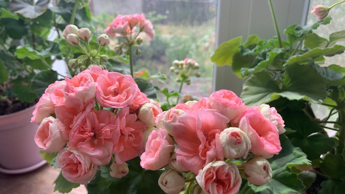 Герань витягується і не цвіте? Додайте одну ложку цього бюджетного добрива - і рослина дасть шапки квітів