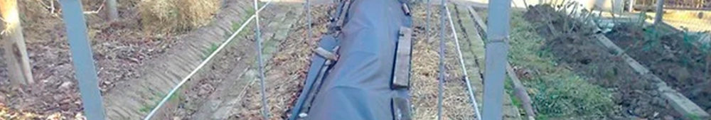 Чим вкривати виноград на зиму: перевірені поради, які допоможуть збільшити врожай у наступному році