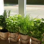 Вирости зелень до свят: що посіяти на підвіконні вже зараз