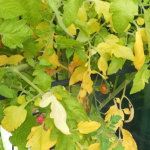 Жовтіє і сохне листя на помідорах