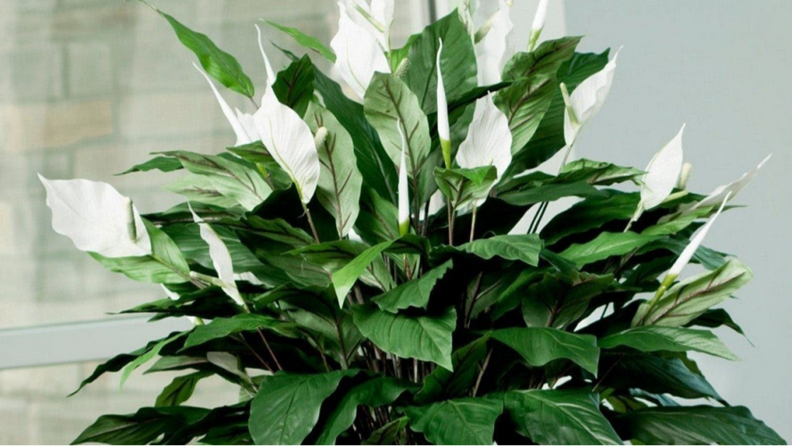 Чим підживити спатифілум, щоб зацвів