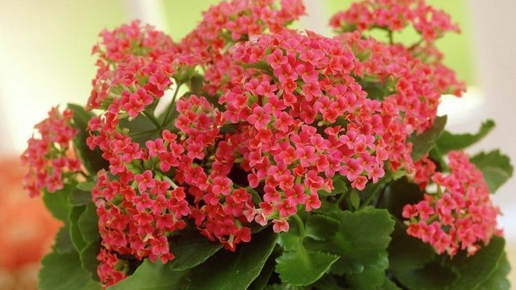 Три секрети пишного цвітіння каланхое після тривалої “мовчанки”