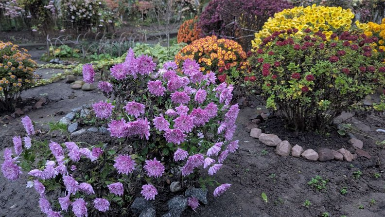 Грудневі квіти у Луцьку: пенсіонерки понад 20 років доглядають клумби на подвір’ї багатоповерхівки