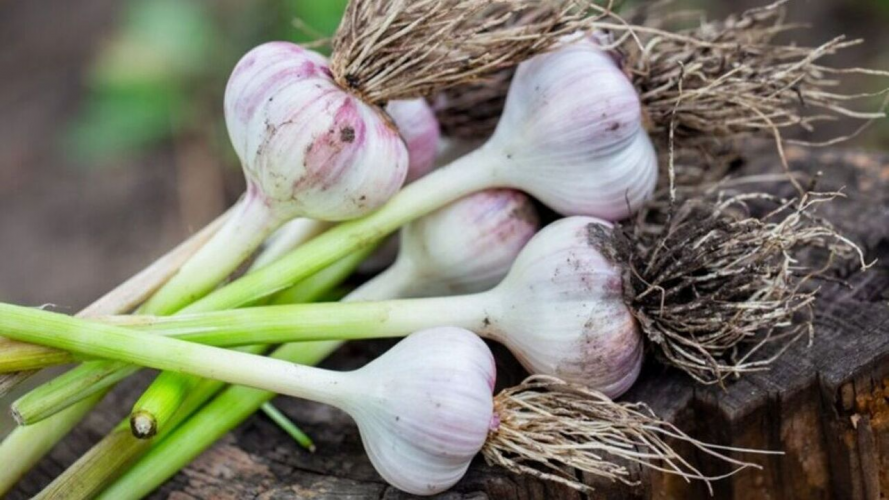 підживлення часника