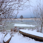 Сліди на снігу розповіли більше: яких тварин зафіксували у волинському лісі