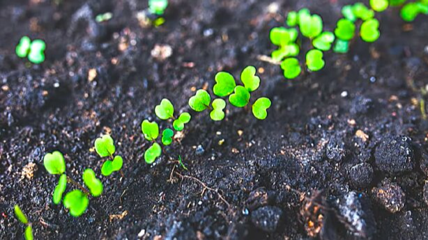 що можна сіяти у березні на городі, культури стійкі до заморозків