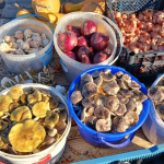 Грибний сезон на Волині: скільки коштують зелениці і підзеленки