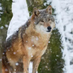Як діяти при зустрічі з вовком та чому хижаки бояться парфумів: поради фахівців з Волині