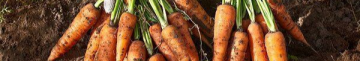 Як підживити моркву попелом?
