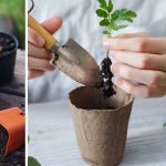 Рятує від «чорної ніжки» та загнивання: навіщо досвідчені городники підсипають пісок до розсади