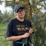 Замість малини — обліпиха: волинянка вирощує понад 200 дерев і продає ягоди по всій Україні