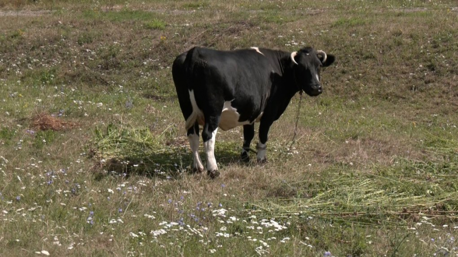 На Волині значно зменшилася кількість корів: що відомо про причини