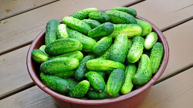 Збиратимете відрами: найродючіші сорти огірків, які дають високий врожай