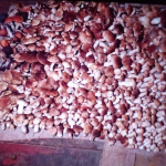 Волинянка розповіла, де назбирала понад 500 білих грибів