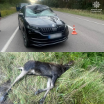 На ковельській трасі сталися дві ДТП через диких тварин: загинув лось