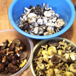 «Трішки підморожені»: у листопаді на Волині все ще збирають гриби