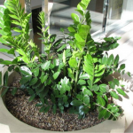 Що робити із заміокулькасом, який не випускає нові пагони: найкраще підживлення