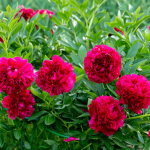 Цвістимуть весь сезон: чим підживити півонії у квітні для пишного цвітіння