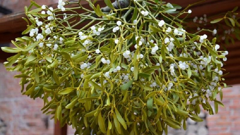 омела на деревах