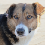 Люди бояться виходити на вулицю: у Маневичах скаржаться на агресивних собак