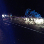 На Волині буревій повалив дерево і перегородив дорогу